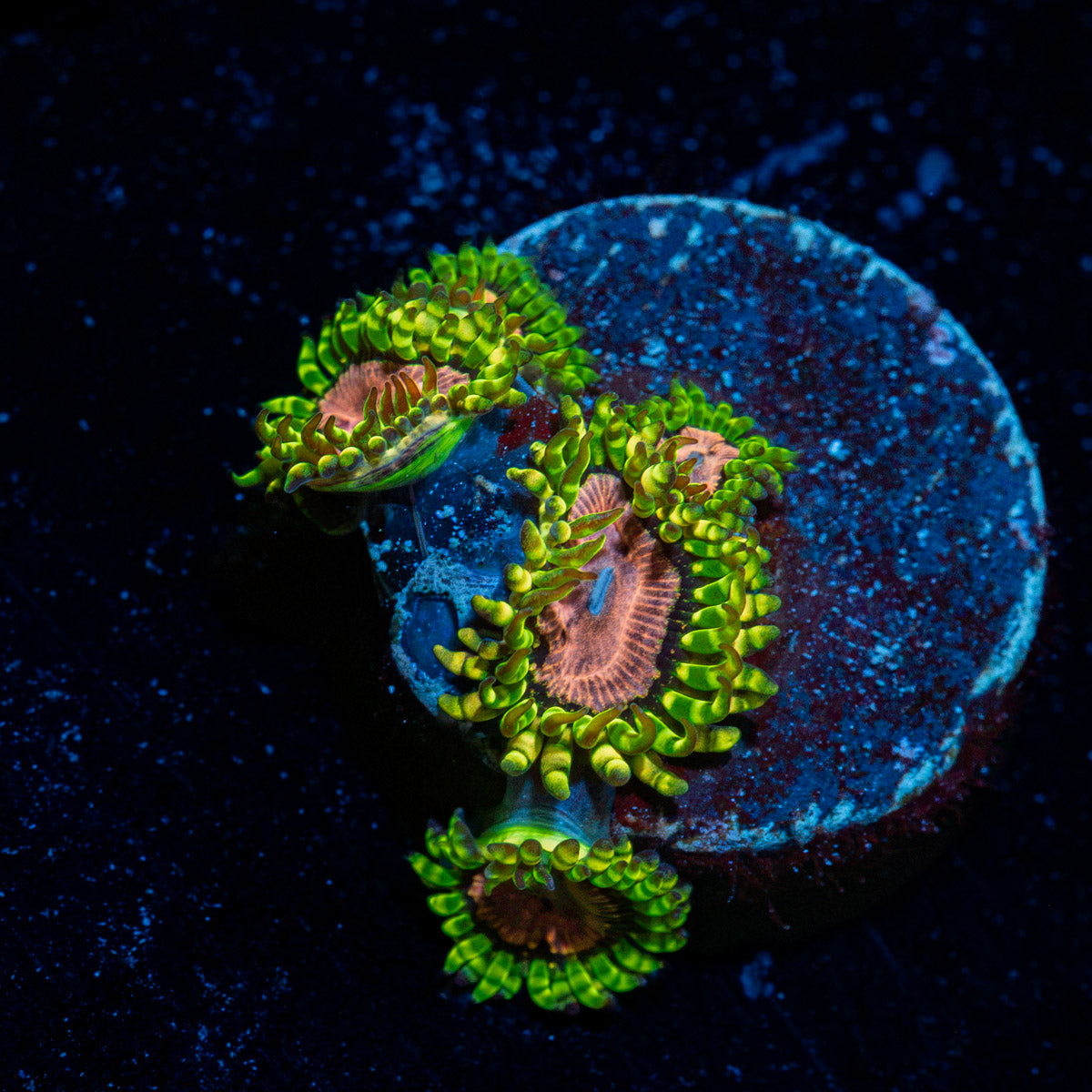 Purple Monsters Zoanthid colony growth in reef aquarium