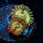 Seduction Zoanthid colony growth in reef aquarium