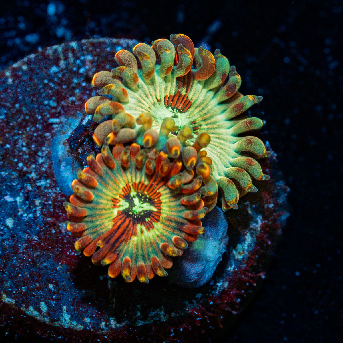 Seduction Zoanthid colony growth in reef aquarium