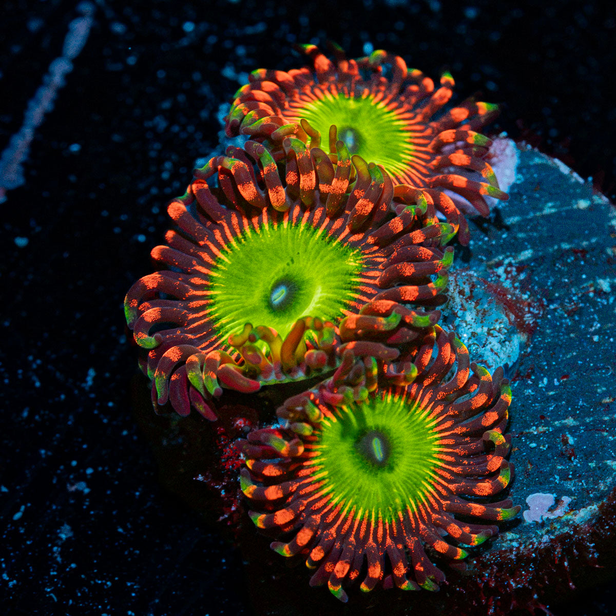 Candy Apple Red Zoanthid colony growth in reef aquarium