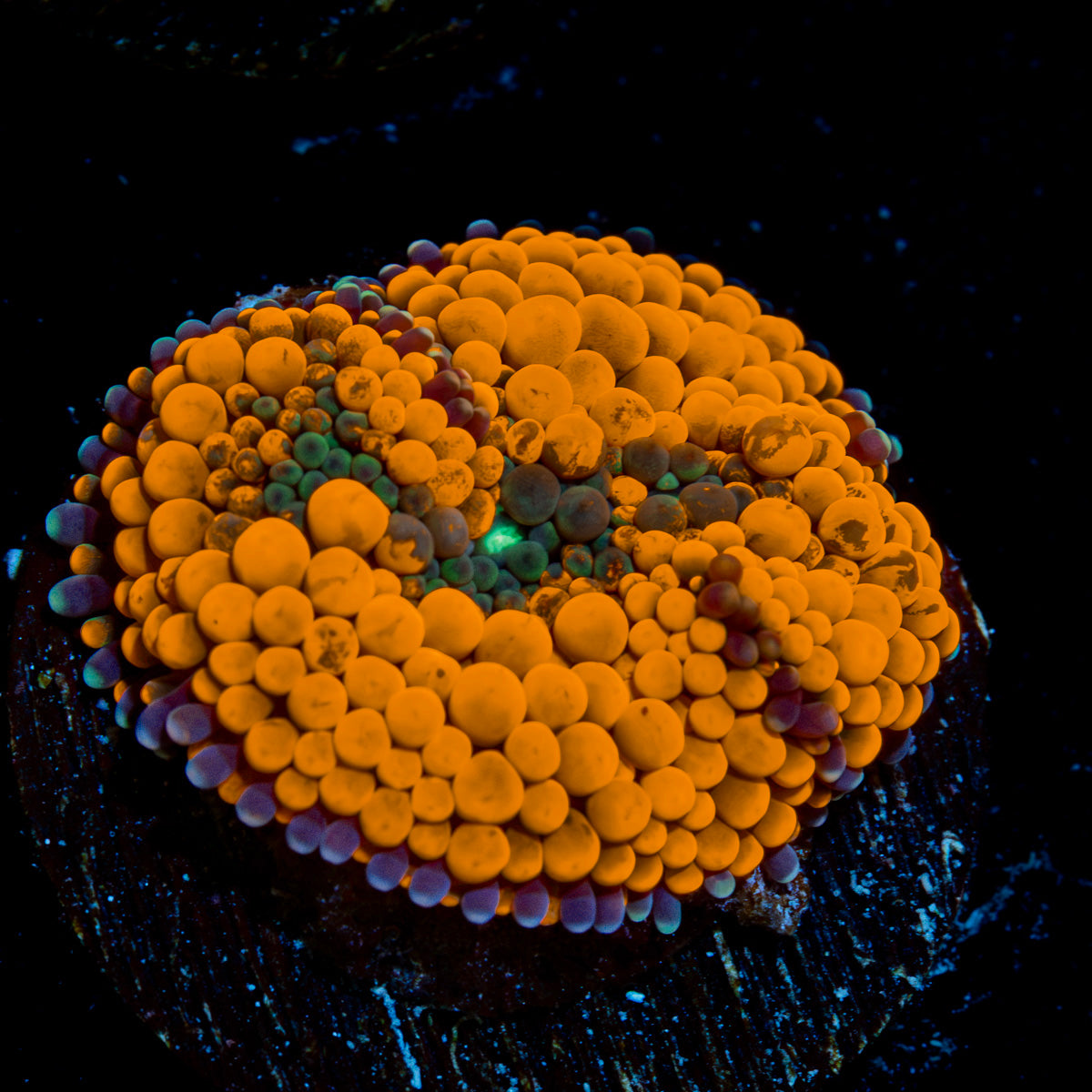 Orange Ricordea Mushroom Coral with mushroom disc in reef aquarium
