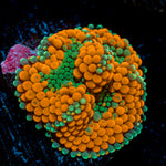 Orange Ricordea Mushroom Coral with mushroom disc in reef aquarium