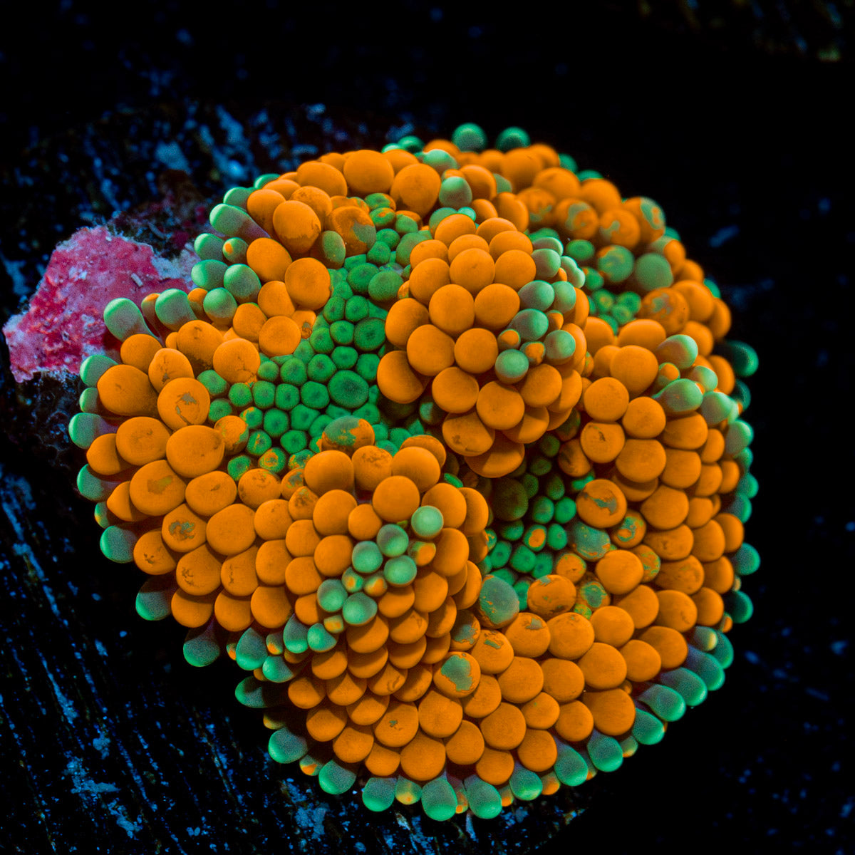 Orange Ricordea Mushroom Coral with mushroom disc in reef aquarium