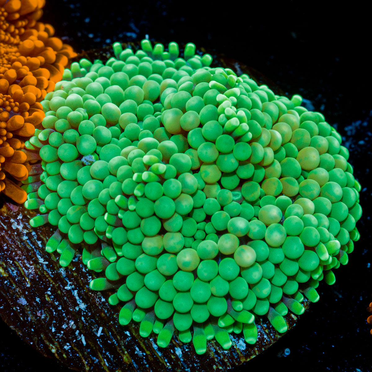 Green Ricordea Mushroom Coral with mushroom disc in reef aquarium