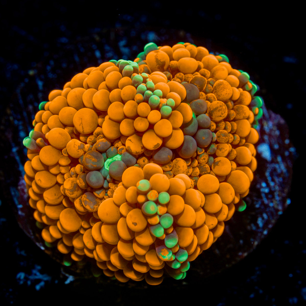 Orange Ricordea Mushroom Coral with mushroom disc in reef aquarium