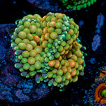 Royal Ricordea Mushroom Coral with mushroom disc in reef aquarium