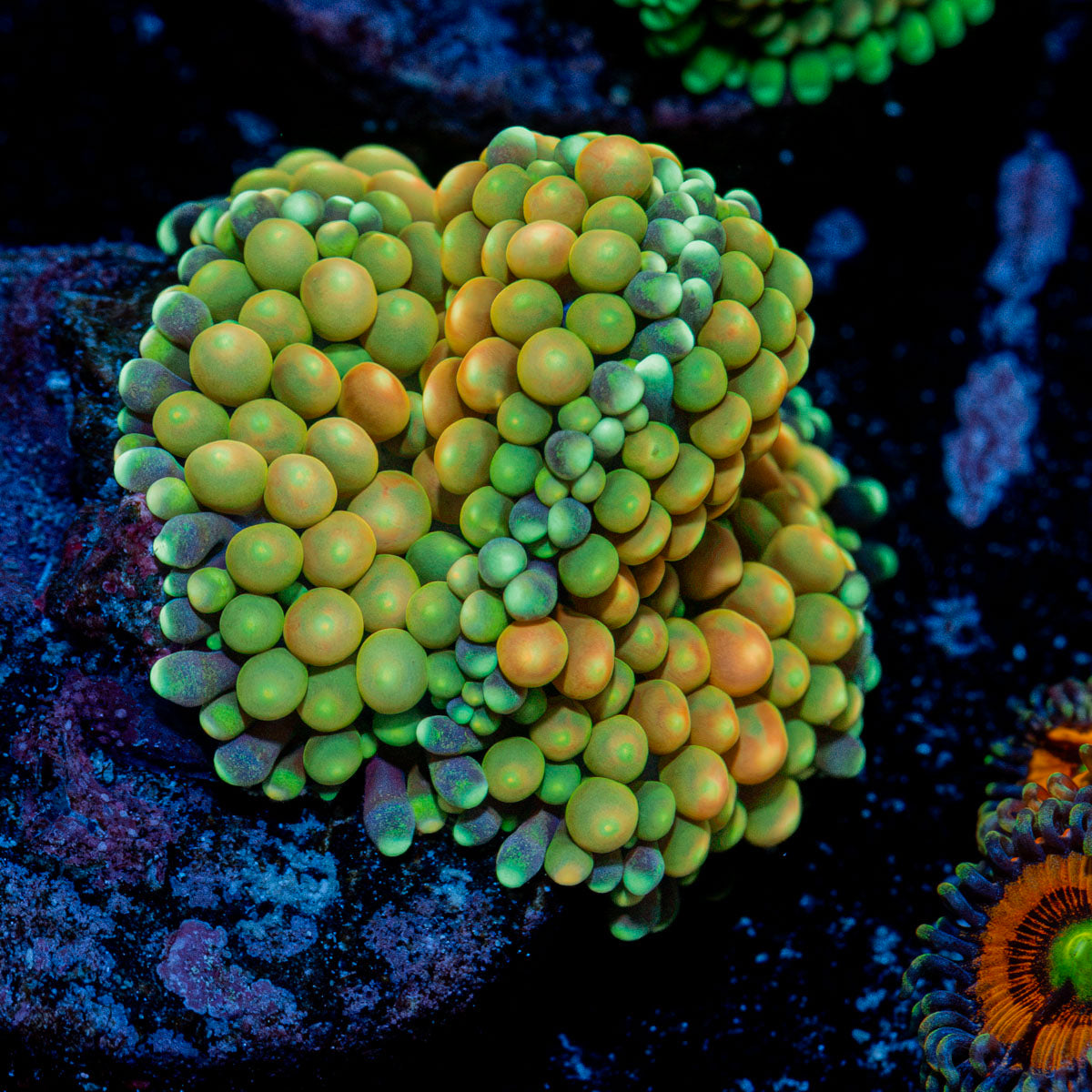 Royal Ricordea Mushroom Coral with mushroom disc in reef aquarium