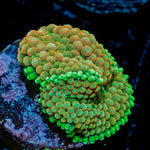 Royal Ricordea Mushroom Coral with mushroom disc in reef aquarium