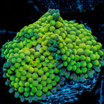Green Ricordea Mushroom Coral with mushroom disc in reef aquarium