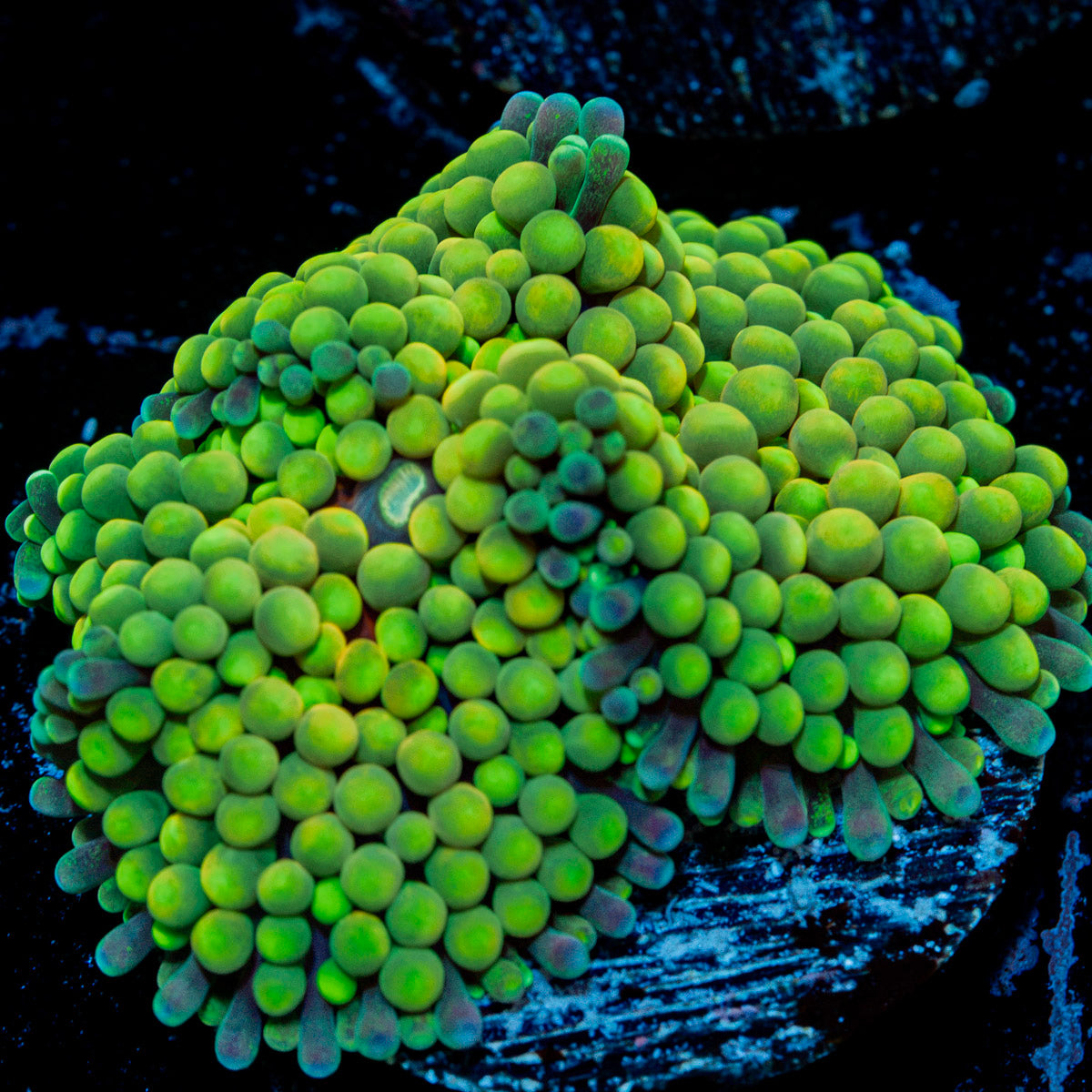 Green Ricordea Mushroom Coral with mushroom disc in reef aquarium