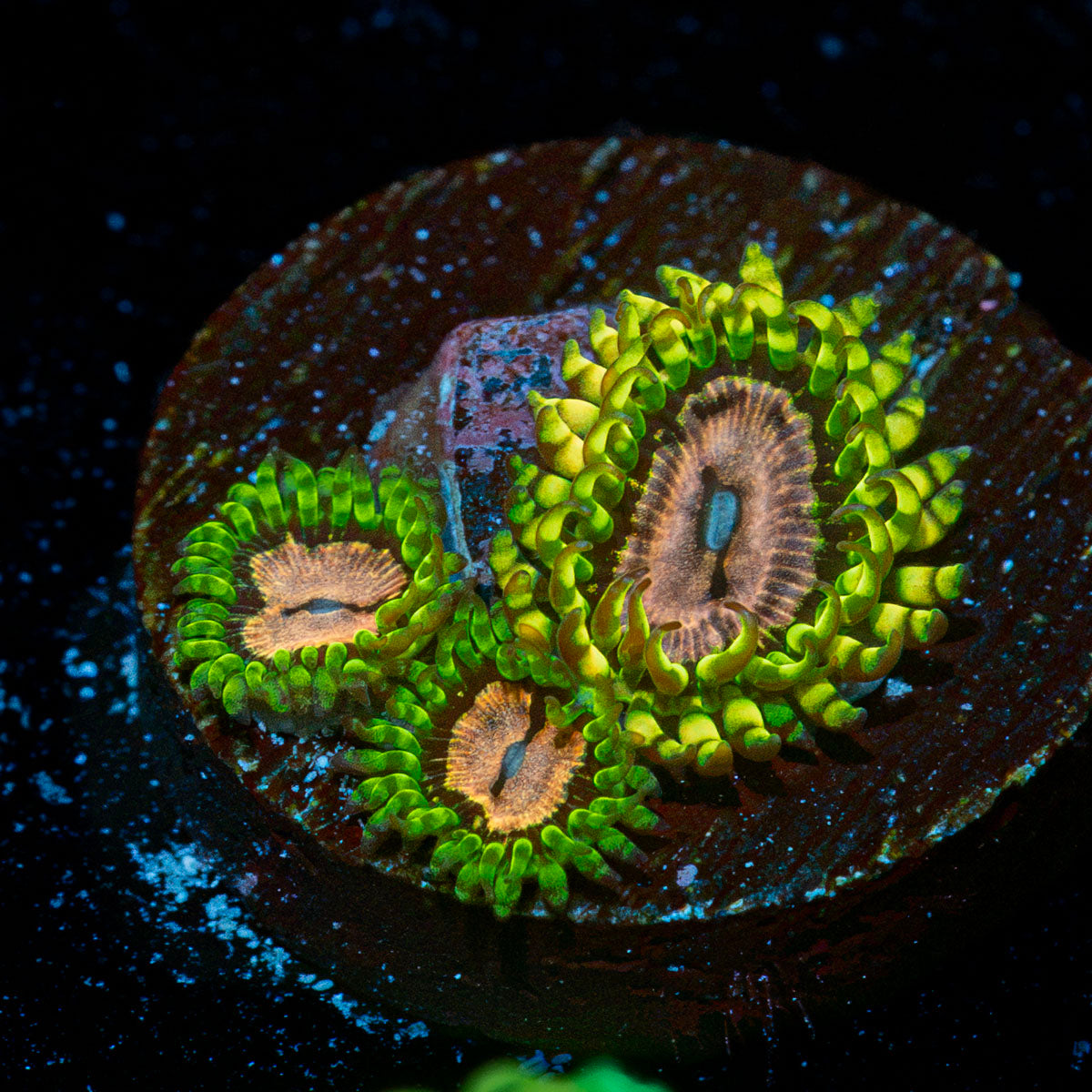Purple Monsters Zoanthid Coral with colony growth in reef aquarium