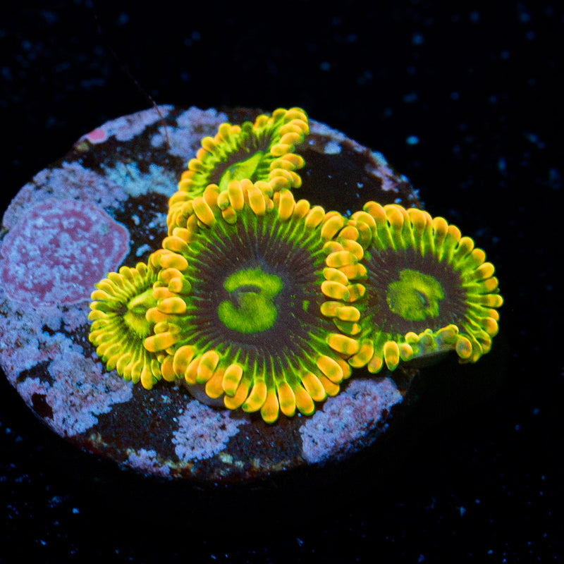 Rainbow Yoda's Zoanthid Coral colony growth in reef aquarium