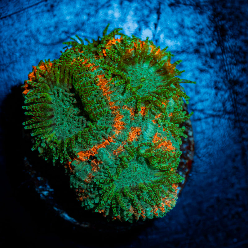 Miami Hurricane Acan Coral