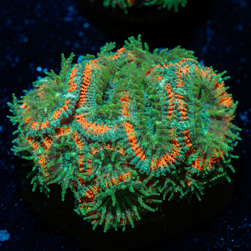 Miami Hurricane Acan Coral