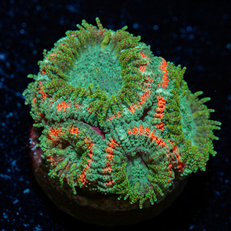Miami Hurricane Acan Coral