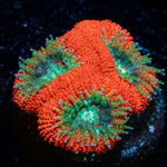 Red Bull Acan with fleshy polyps in reef aquarium