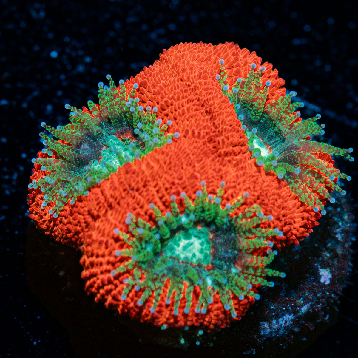 Red Bull Acan with fleshy polyps in reef aquarium