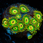 Rasta Zoanthid colony growth in reef aquarium