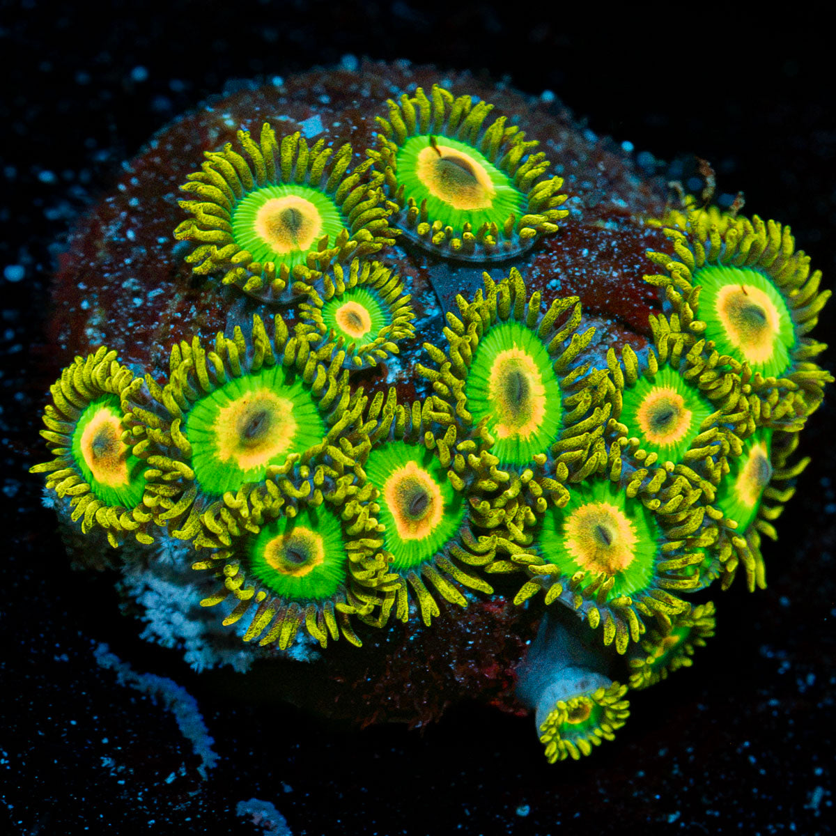 Rasta Zoanthid colony growth in reef aquarium