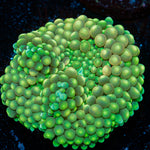 Ricordea Mushroom with colorful mushroom disc in reef aquarium