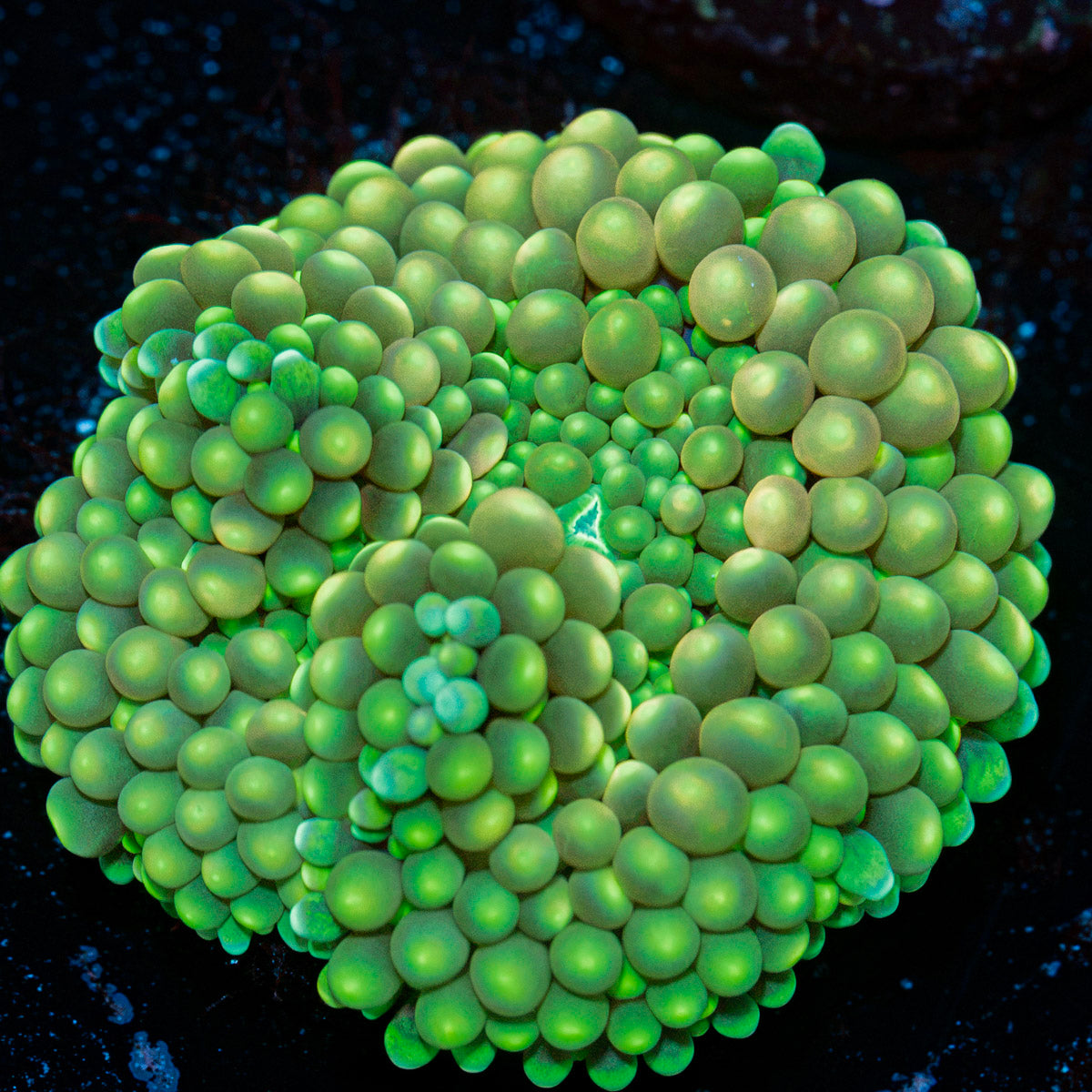 Ricordea Mushroom with colorful mushroom disc in reef aquarium