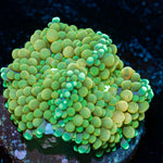 Ricordea Mushroom with mushroom disc in reef aquarium