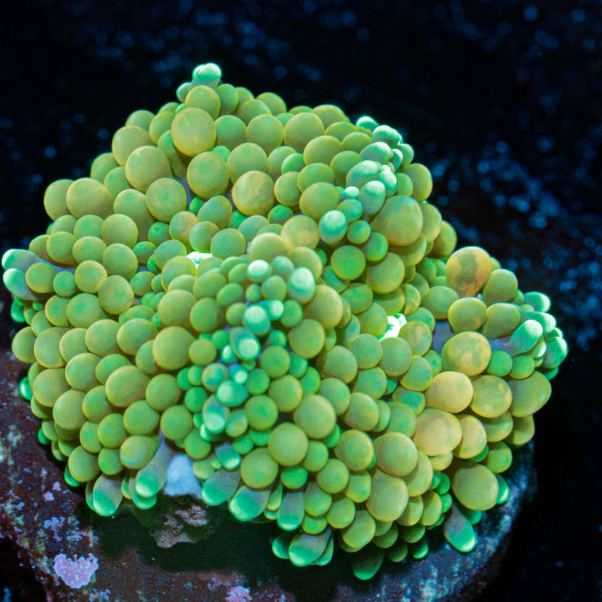 Ricordea Mushroom with mushroom disc in reef aquarium