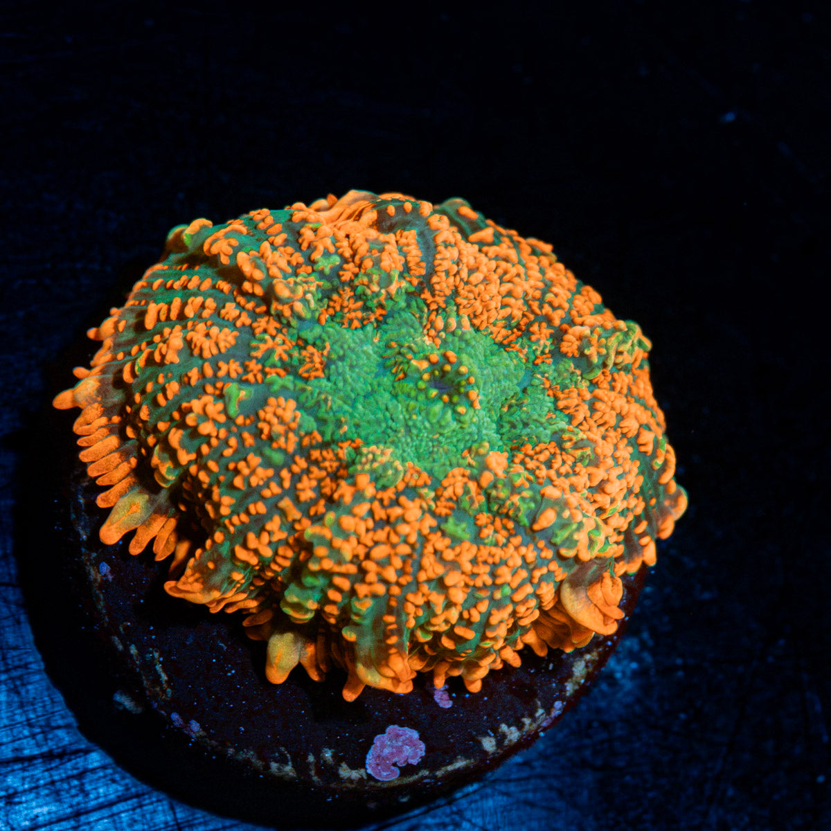 Charizard Mushroom Coral with orange mushroom disc in reef aquarium