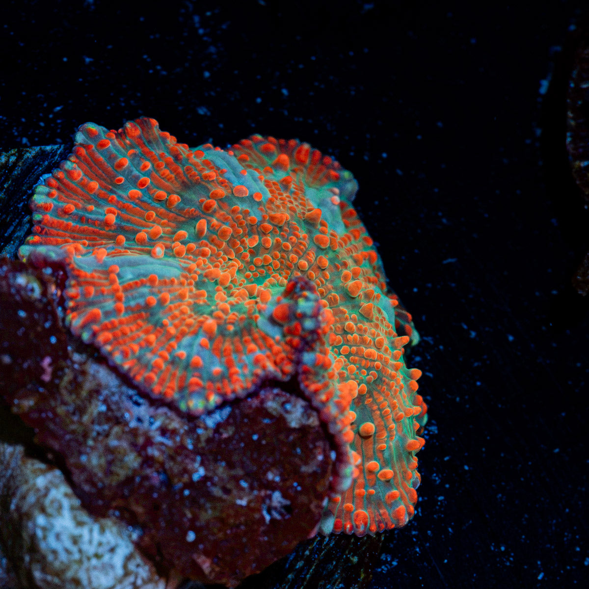 Rock Star Mushroom Coral with distinctive mushroom disc in reef aquarium