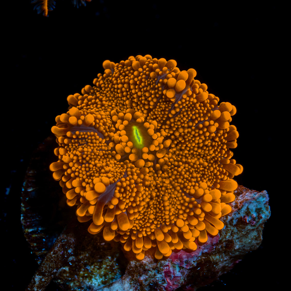 Sun Beam Yuma Mushroom Coral with mushroom disc in reef aquarium
