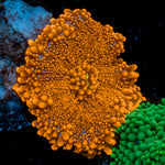 Sun Beam Yuma Mushroom Coral with mushroom disc in reef aquarium