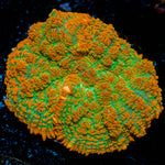 Tequila Sunrise Mushroom Coral with orange mushroom disc in reef aquarium