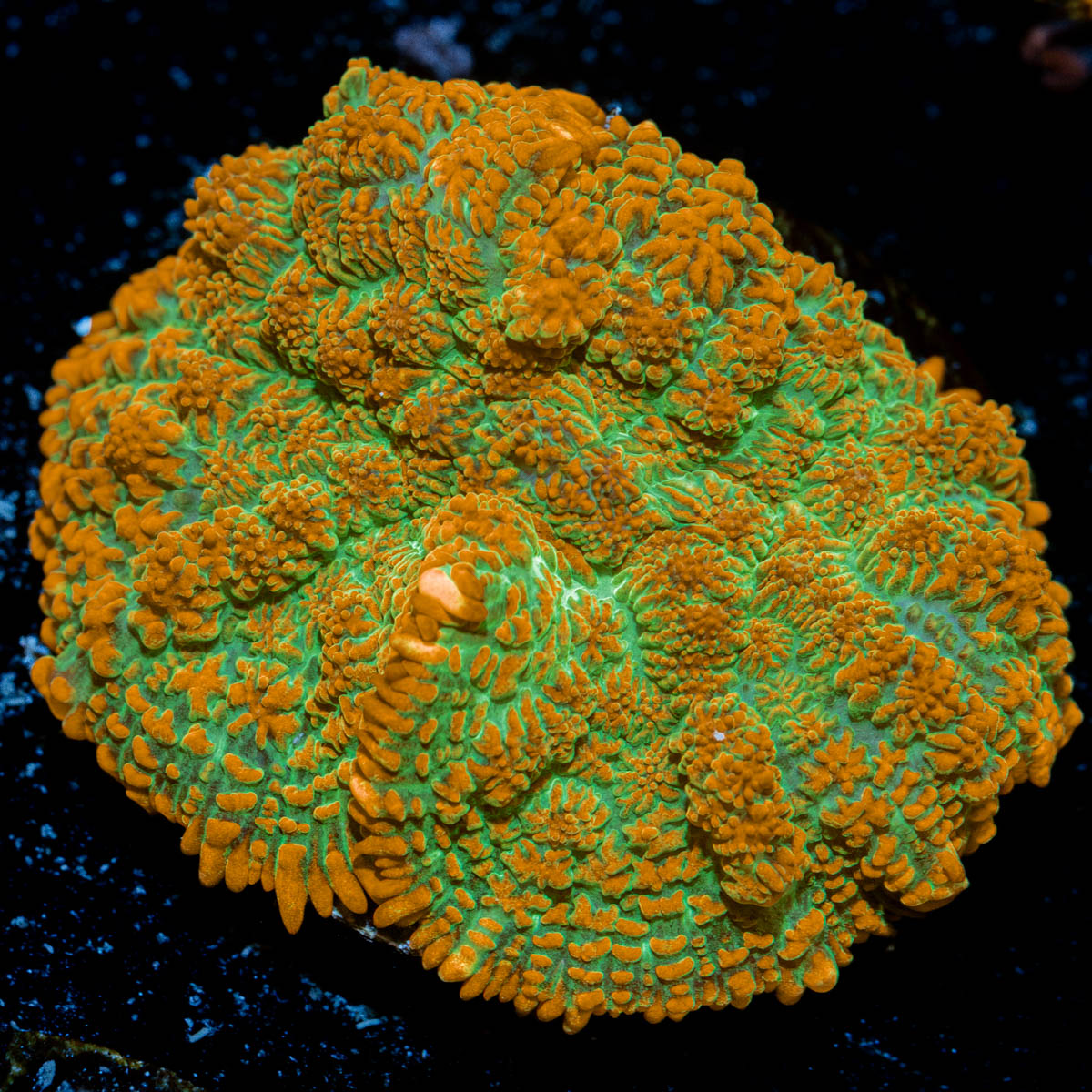 Tequila Sunrise Mushroom Coral with orange mushroom disc in reef aquarium