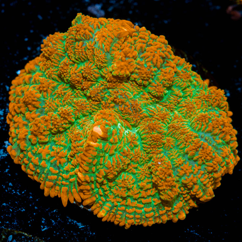 Tequila Sunrise Mushroom Coral with orange mushroom disc in reef aquarium