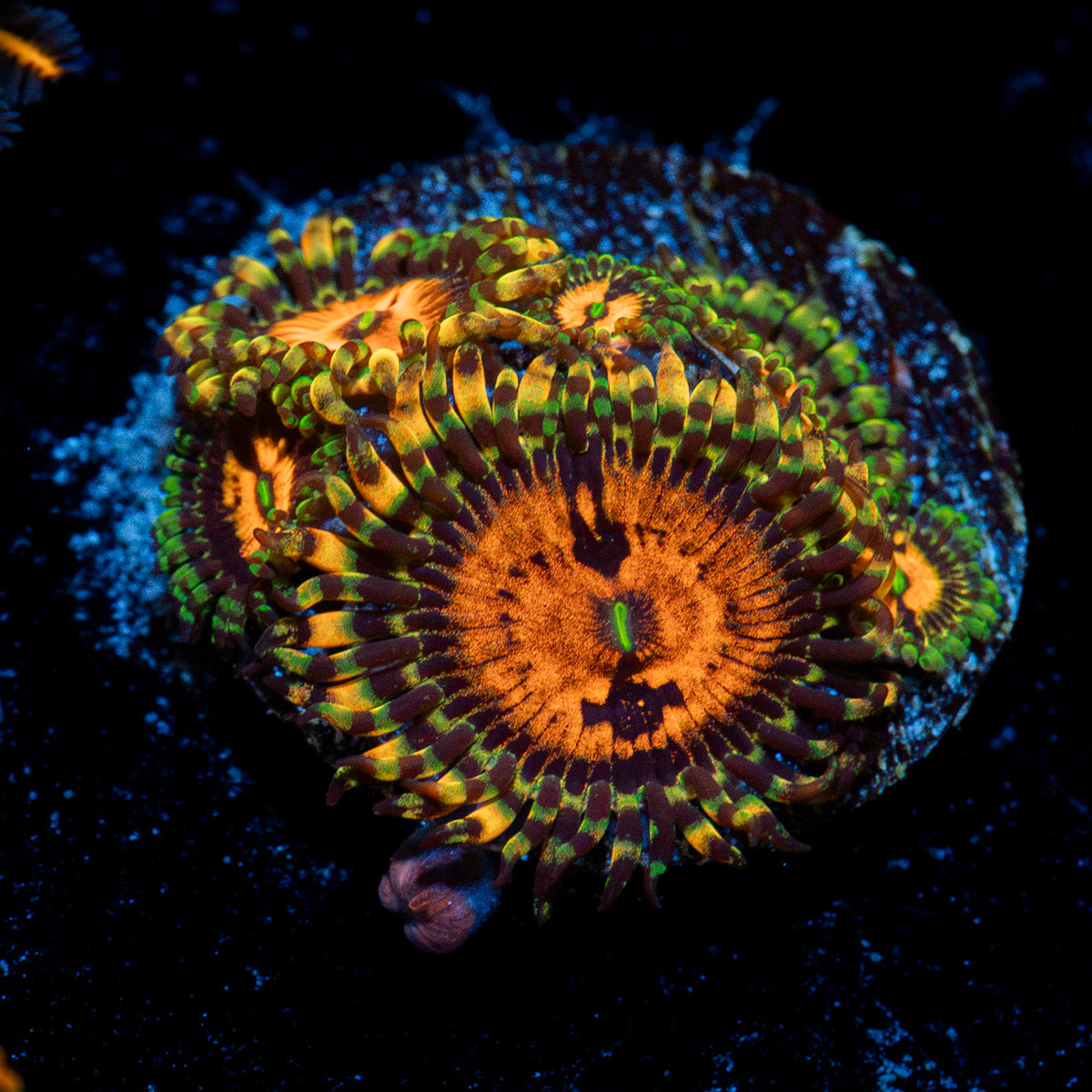 Piranha Plant Zoanthid Coral colony growth in reef aquarium