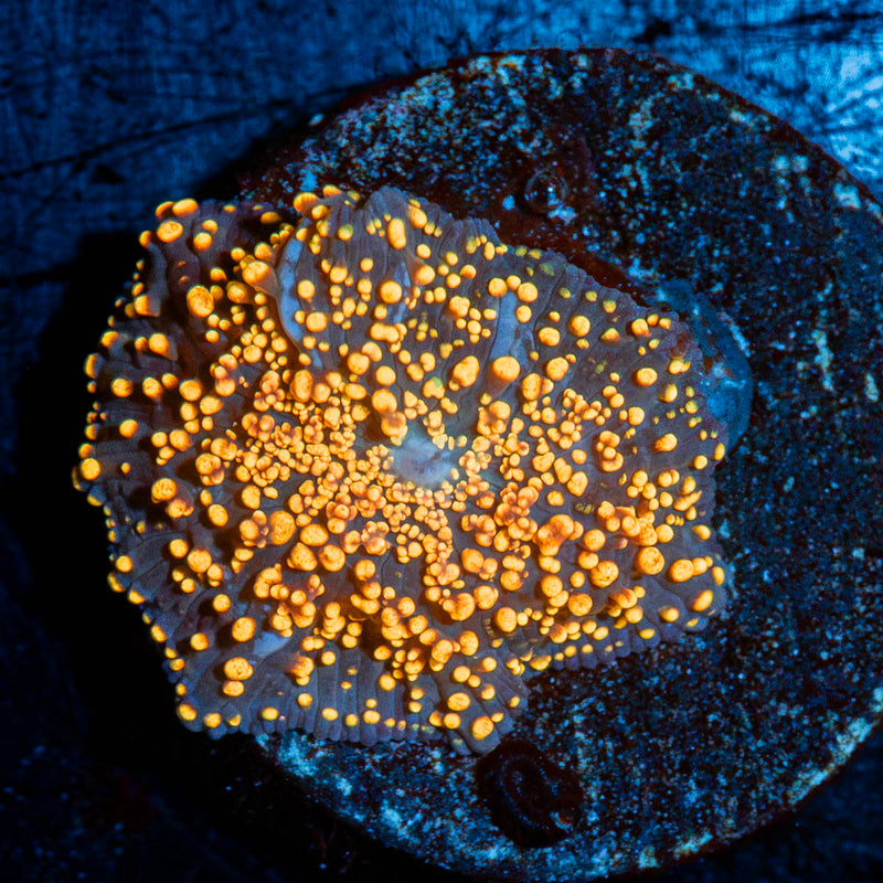 Ultra Interstellar Mushroom Coral