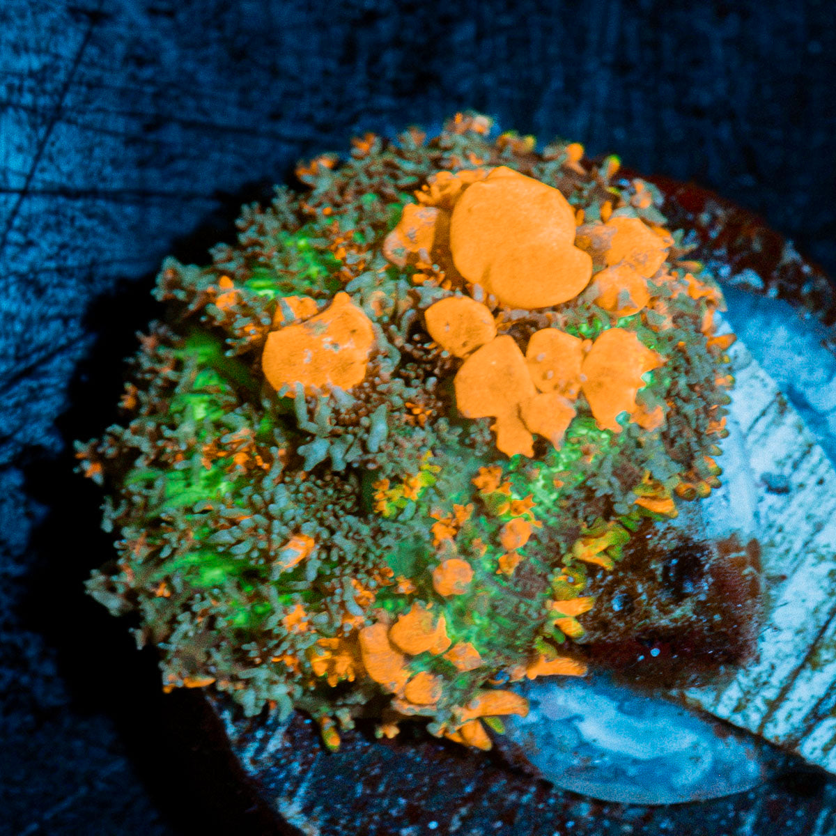 Sunkist Bounce Mushroom with mushroom disc in reef aquarium