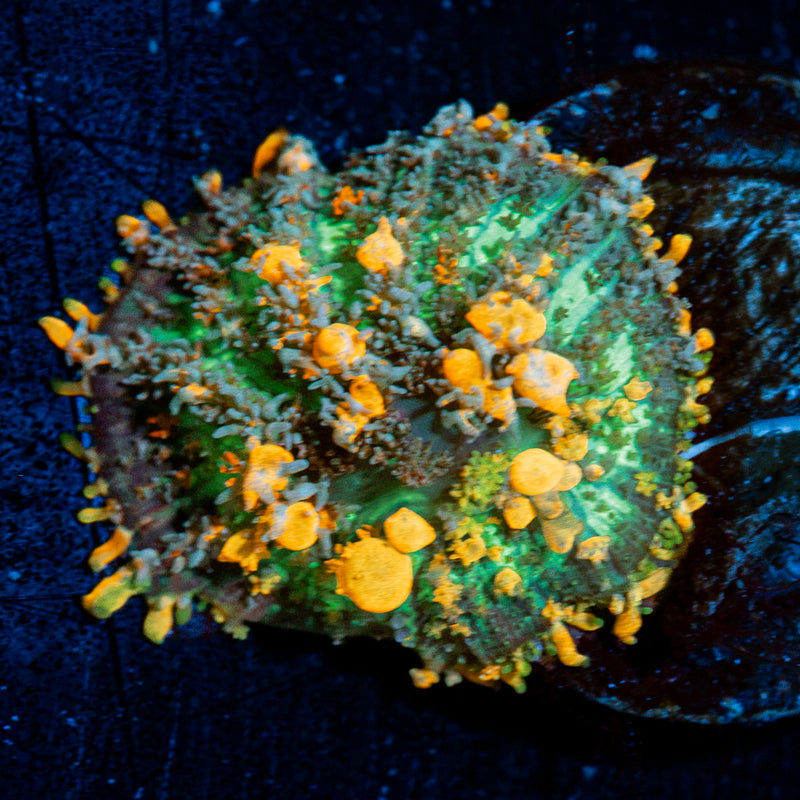 Sunkist Bounce Mushroom Coral