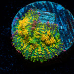 Boba Fette Mushroom coral with mushroom disc in reef aquarium