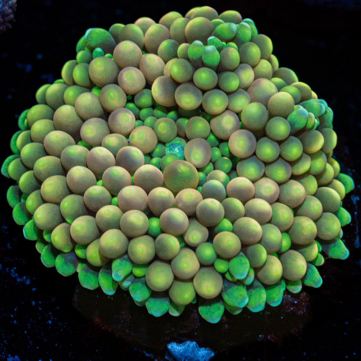 Ricordea Mushroom with colorful mushroom disc in reef aquarium