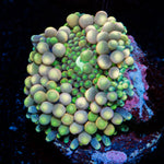 Ricordea Mushroom with colorful mushroom disc in reef aquarium