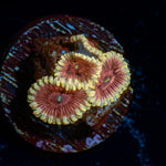 Lush Luanars Zoanthid Coral with colony growth in reef aquarium