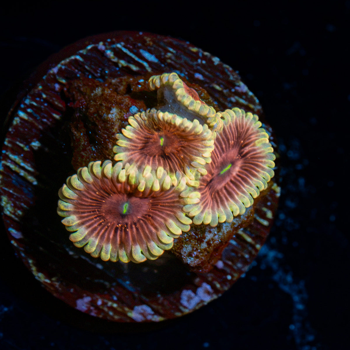 Lush Luanars Zoanthid Coral with colony growth in reef aquarium