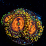 Piranha Plant Zoanthid Coral colony growth in reef aquarium