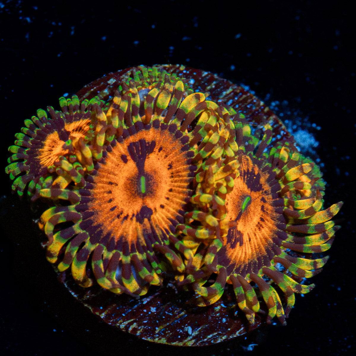 Piranha Plant Zoanthid Coral colony growth in reef aquarium