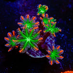 ARC Firework Clove Polyp Coral colony growth in reef aquarium