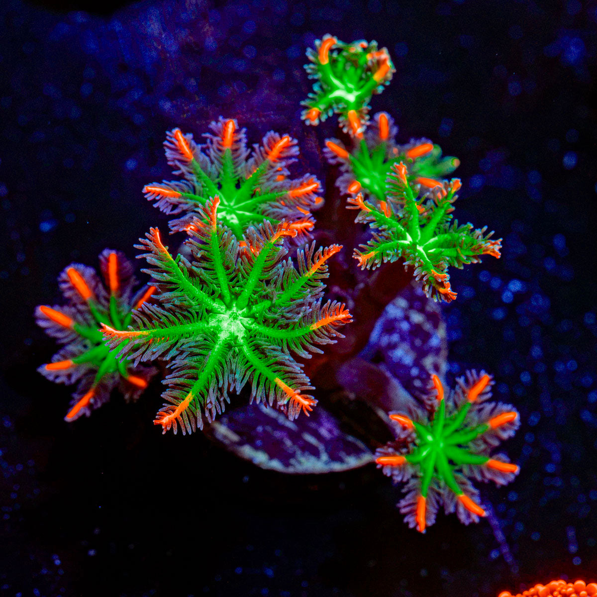 ARC Firework Clove Polyp Coral colony growth in reef aquarium