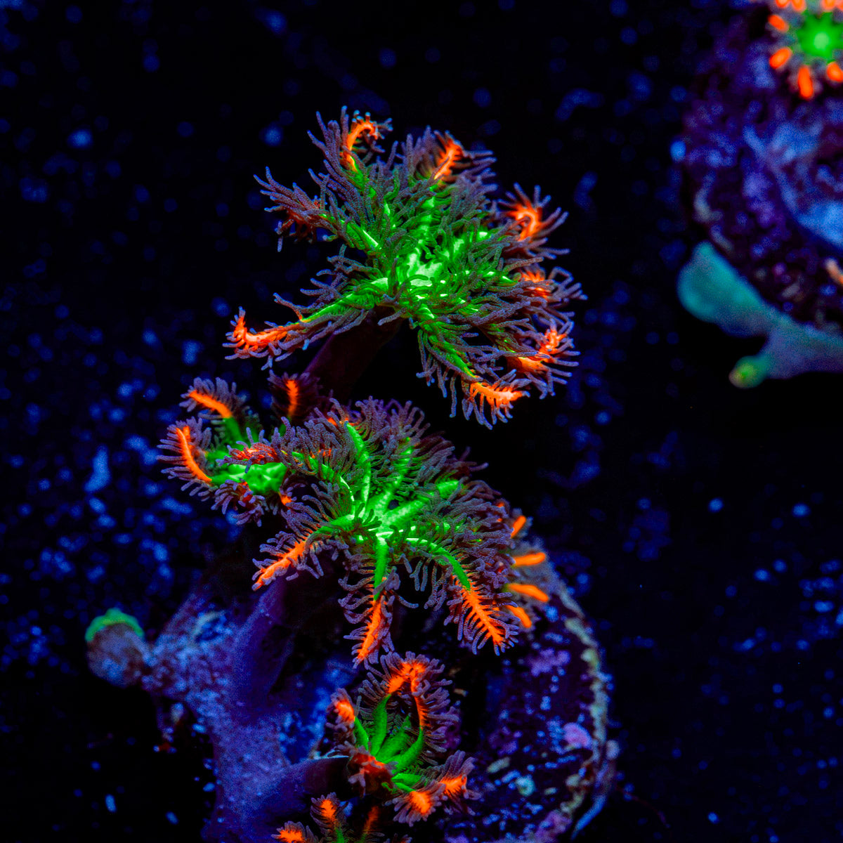 ARC Firework Clove Polyp Coral colony growth in reef aquarium