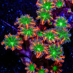 ARC Firework Clove Polyp Coral colony growth in reef aquarium