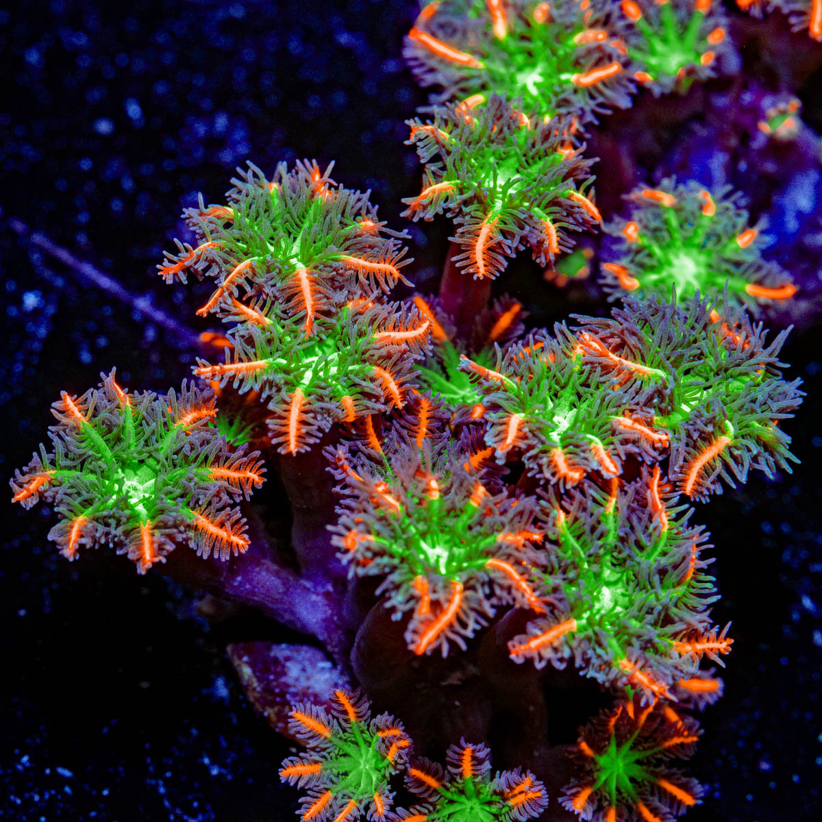ARC Firework Clove Polyp Coral colony growth in reef aquarium